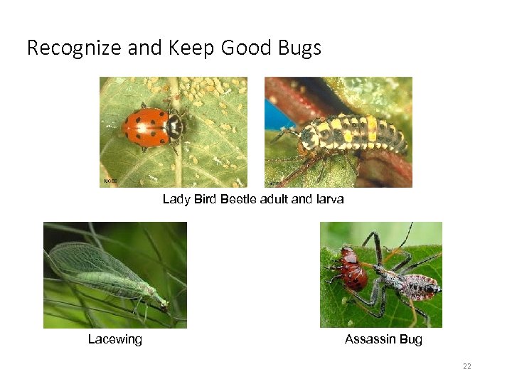 Recognize and Keep Good Bugs Lady Bird Beetle adult and larva Lacewing Assassin Bug