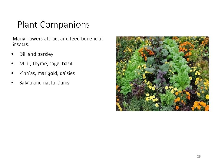 Plant Companions Many flowers attract and feed beneficial insects: • Dill and parsley •