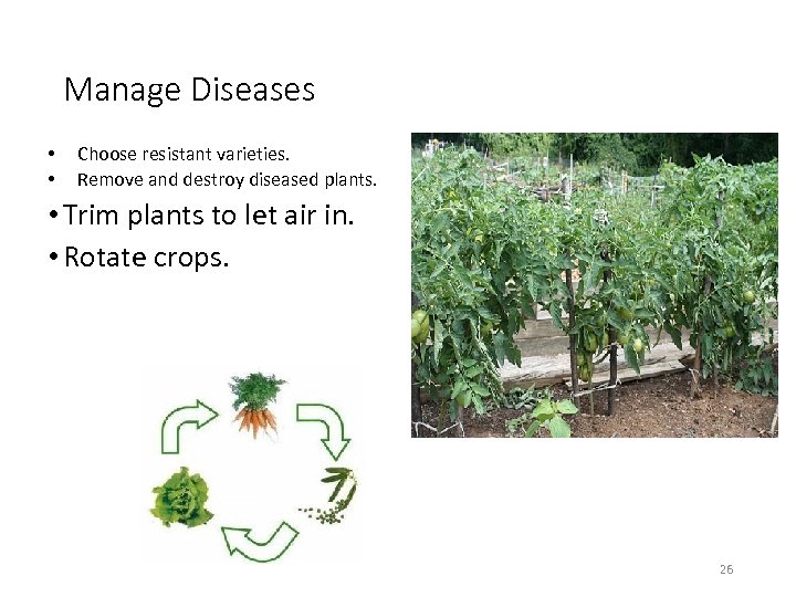 Manage Diseases • • Choose resistant varieties. Remove and destroy diseased plants. • Trim