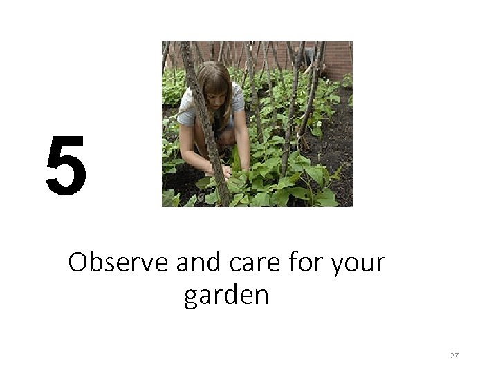 5 Observe and care for your garden 27 