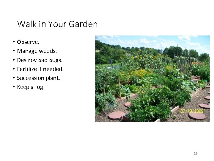 Walk in Your Garden • Observe. • Manage weeds. • Destroy bad bugs. •