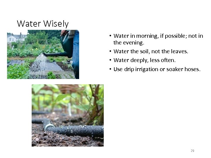 Water Wisely • Water in morning, if possible; not in the evening. • Water