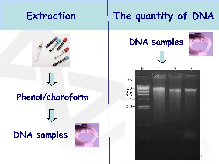 Extraction The quantity of DNA samples Phenol/choroform DNA samples 