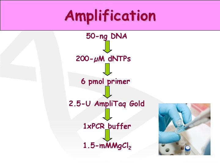 Amplification 50 -ng DNA 200 -µM d. NTPs 6 pmol primer 2. 5 -U