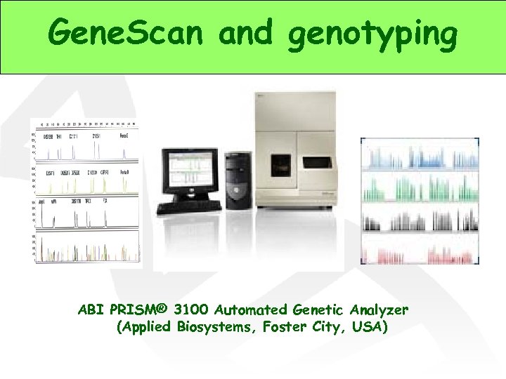 Gene. Scan and genotyping ABI PRISM® 3100 Automated Genetic Analyzer (Applied Biosystems, Foster City,