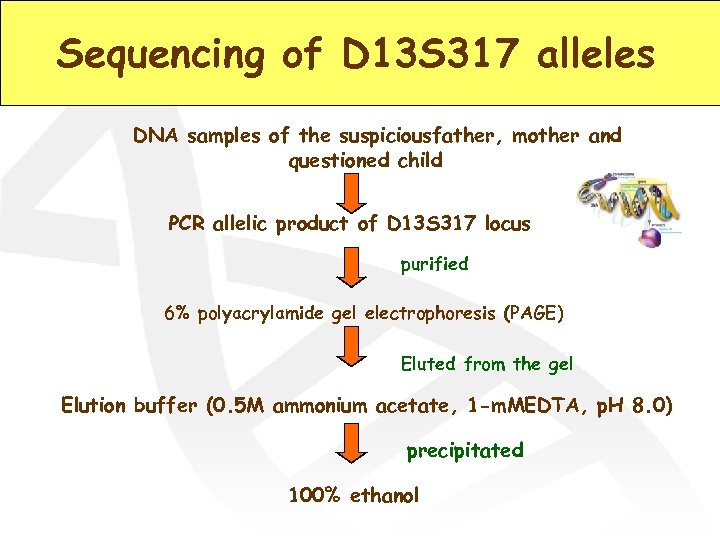 Sequencing of D 13 S 317 alleles DNA samples of the suspiciousfather, mother and