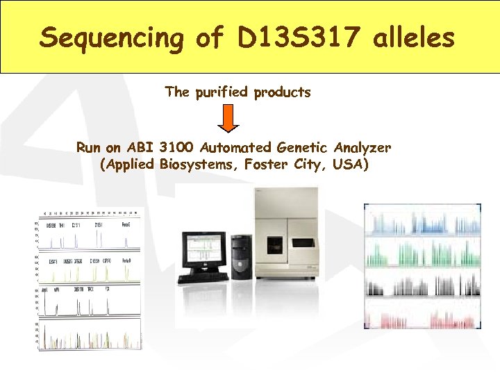 Sequencing of D 13 S 317 alleles The purified products Run on ABI 3100