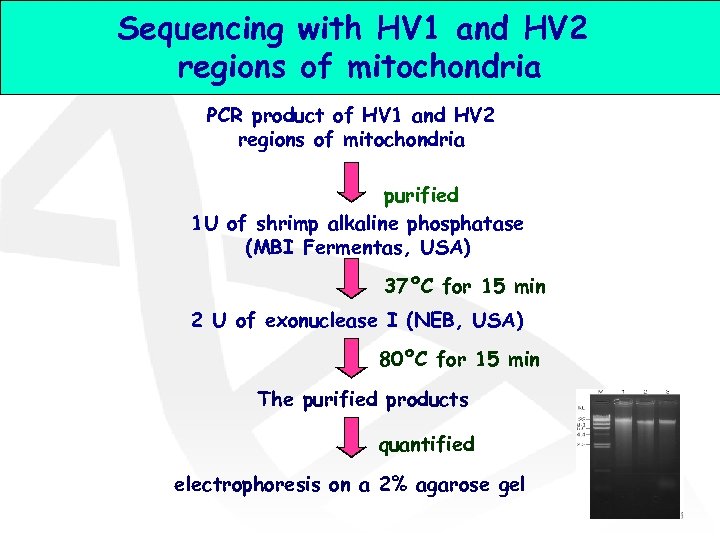 Sequencing with HV 1 and HV 2 regions of mitochondria PCR product of HV