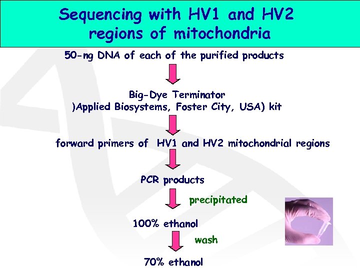 Sequencing with HV 1 and HV 2 regions of mitochondria 50 -ng DNA of