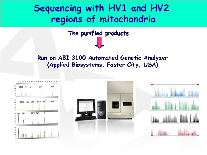 Sequencing with HV 1 and HV 2 regions of mitochondria The purified products Run