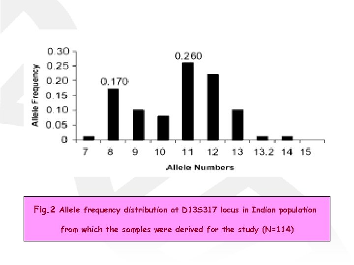 Fig. 2 Allele frequency distribution at D 13 S 317 locus in Indian population