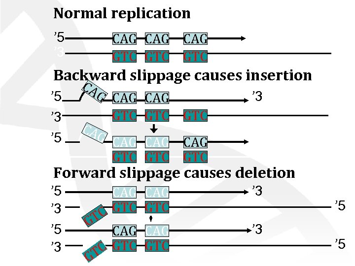 Normal replication ’ 5 ’ 3 CAG CAG GTC GTC ’ 3 ’ 5