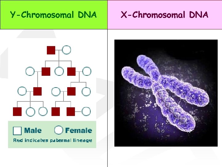 Y-Chromosomal DNA X-Chromosomal DNA 