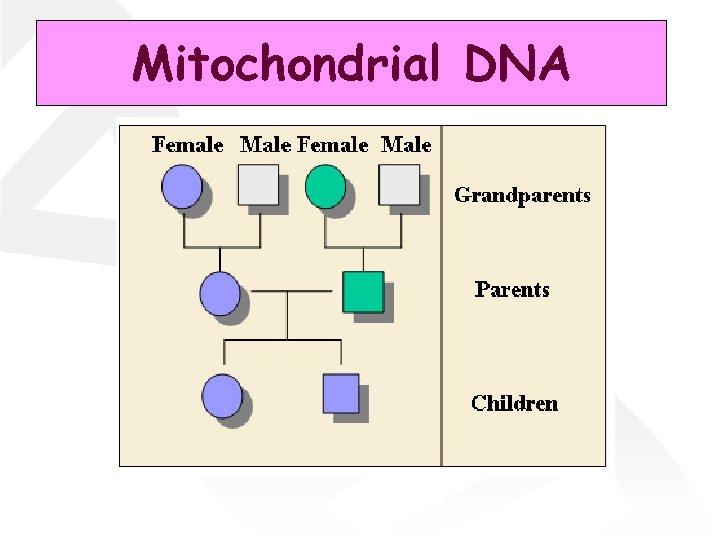 Mitochondrial DNA 