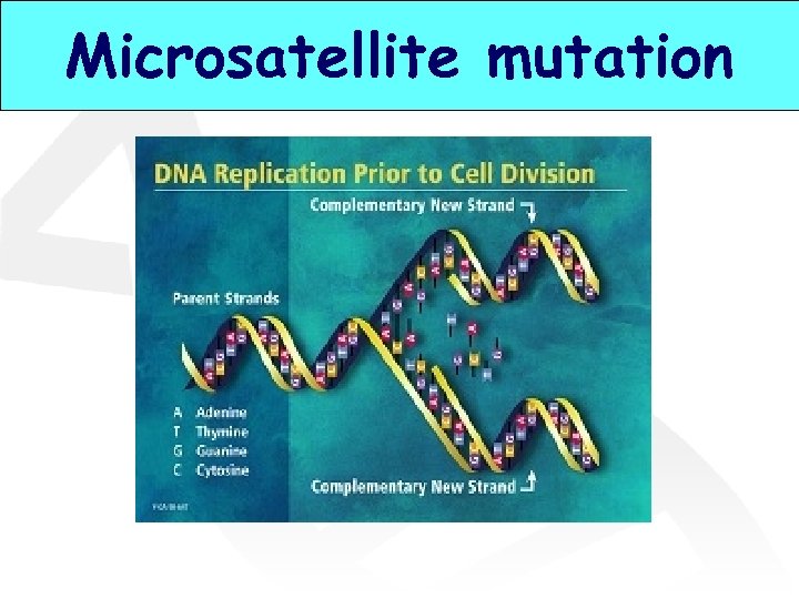 Microsatellite mutation 