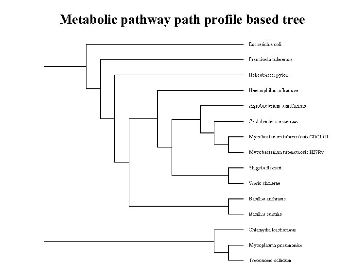 Metabolic pathway path profile based tree 