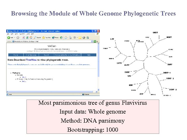 Browsing the Module of Whole Genome Phylogenetic Trees Most parsimonious tree of genus Flavivirus