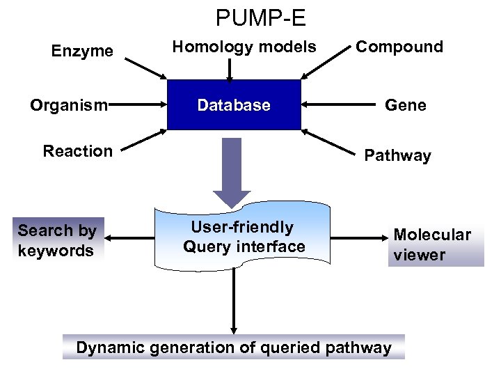 PUMP-E Enzyme Organism Homology models Database Reaction Search by keywords Compound Gene Pathway User-friendly