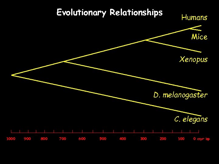 Evolutionary Relationships Humans Mice Xenopus D. melanogaster C. elegans 1000 900 800 700 600