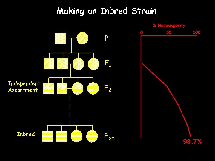Making an Inbred Strain % Homozygosity P 0 50 100 F 1 Independent Assortment