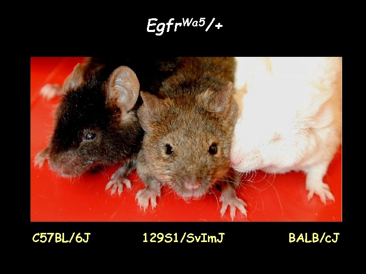 Egfr. Wa 5/+ C 57 BL/6 J 129 S 1/Sv. Im. J BALB/c. J