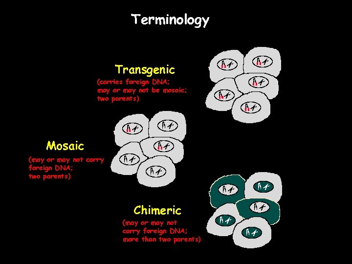 Terminology Transgenic (carries foreign DNA; may or may not be mosaic; two parents) Mosaic