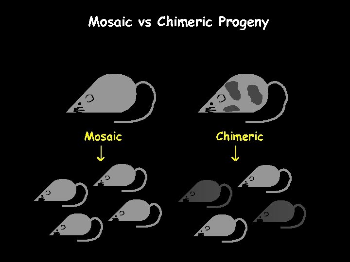 Mosaic vs Chimeric Progeny Mosaic Chimeric 