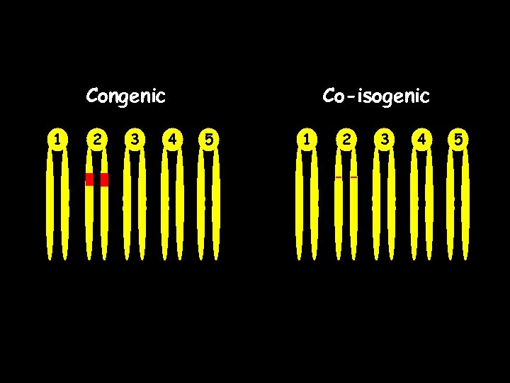 Congenic 1 2 3 Co-isogenic 4 5 1 2 3 4 5 