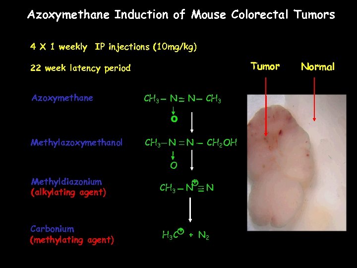 Azoxymethane Induction of Mouse Colorectal Tumors 4 X 1 weekly IP injections (10 mg/kg)