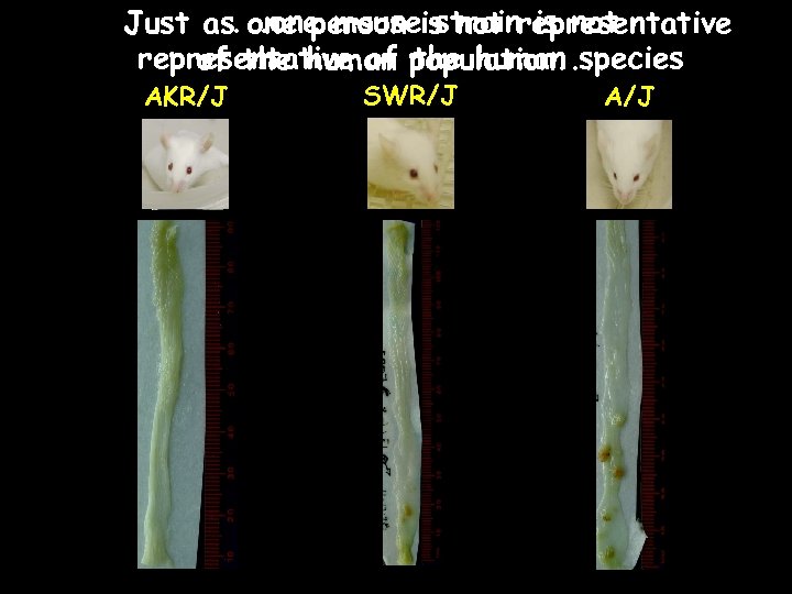 . . one mouse strain is not Just as one person is not representative