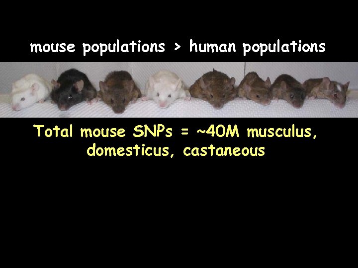 mouse populations > human populations Total mouse SNPs = ~40 M musculus, domesticus, castaneous