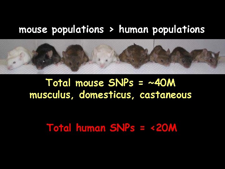 mouse populations > human populations Total mouse SNPs = ~40 M musculus, domesticus, castaneous