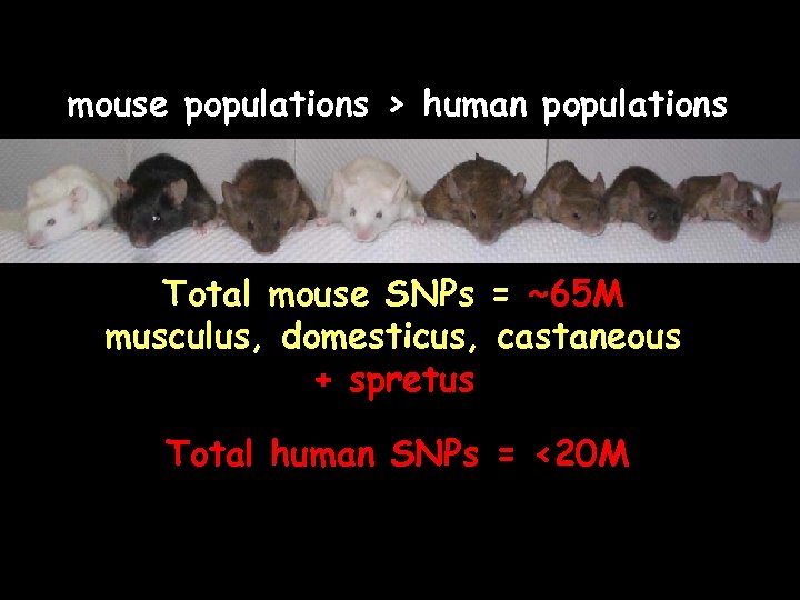 mouse populations > human populations Total mouse SNPs = ~65 M musculus, domesticus, castaneous