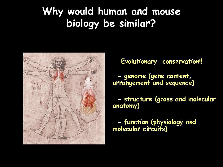 Why would human and mouse biology be similar? Evolutionary conservation!! - genome (gene content,