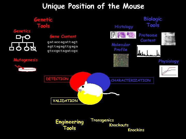 Unique Position of the Mouse Histology Gene Content gataccagattagt agttagagttgaga gtccgctagatcgc Strain: A/J ID: