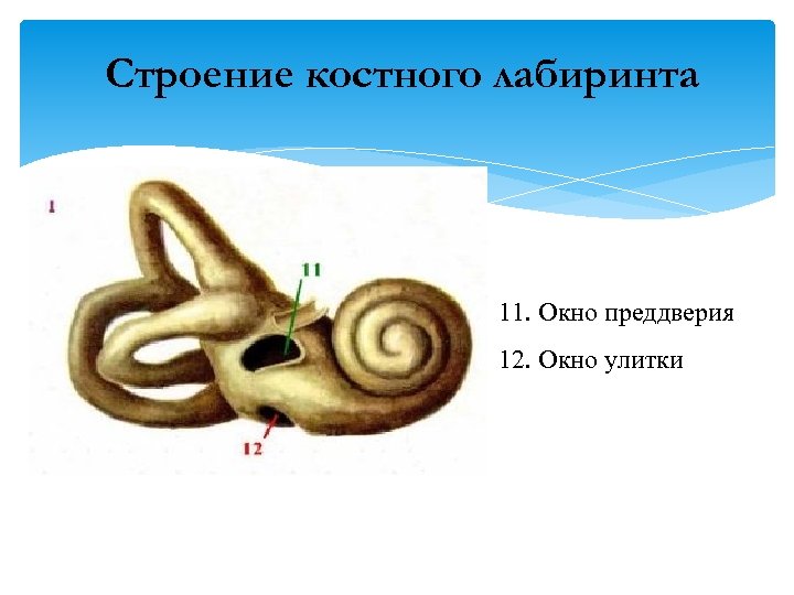 В преддверие или в преддверии. Строение костного Лабиринта. Строение костного преддверия. Преддверие костного Лабиринта анатомия. Костный Лабиринт функции.