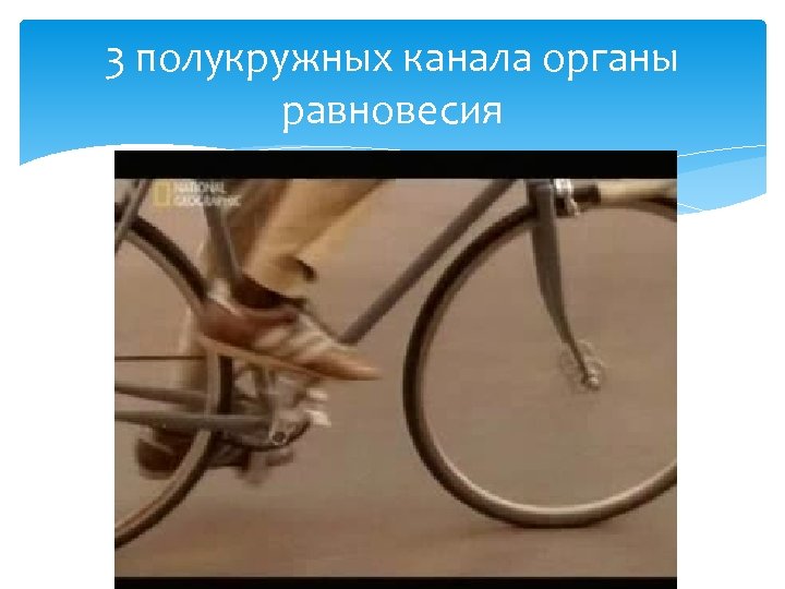 3 полукружных канала органы равновесия 