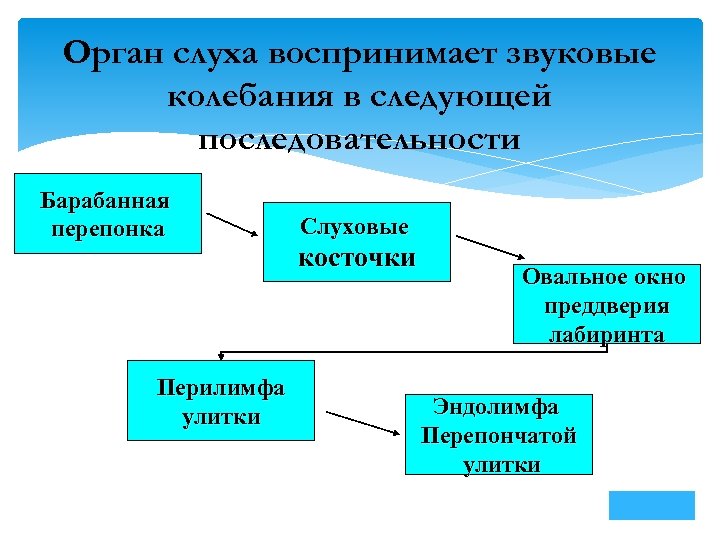 Орган слуха воспринимает звуковые колебания в следующей последовательности Барабанная перепонка Перилимфа улитки Слуховые косточки