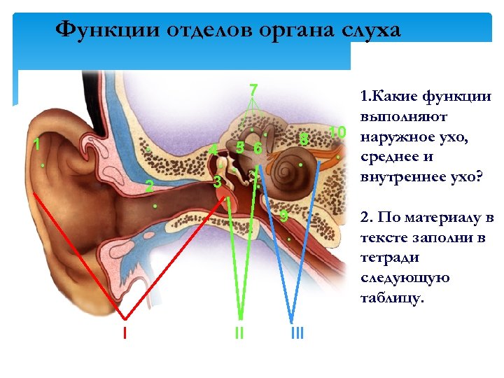 В органе слуха выделяют 3 отдела