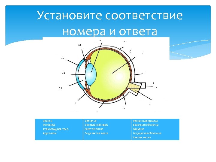 Установите соответствие номера и ответа Зрачок Роговица Стекловидное тело Хрусталик Сетчатка Зрительный нерв Желтое