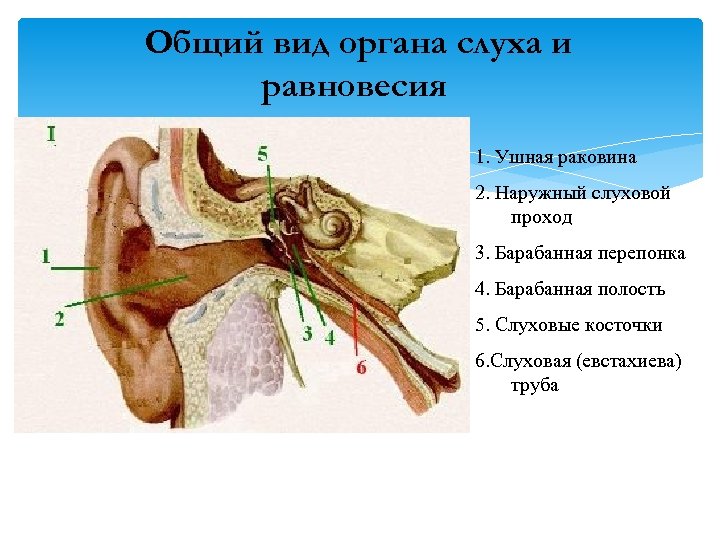 Среднее ухо пресмыкающихся. Слуховые косточки среднего уха пресмыкающихся. Ушная раковина наружный слуховой проход барабанная перепонка. Барабанное отверстие слуховой трубы. Орган слуха и равновесия.