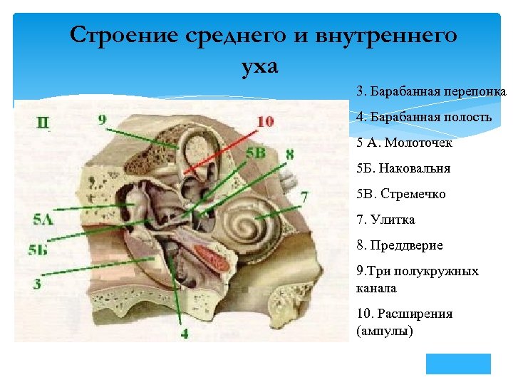 Строение среднего уха