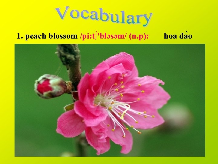 1. peach blossom /pi: t∫'blɔsəm/ (n. p): hoa đa o 