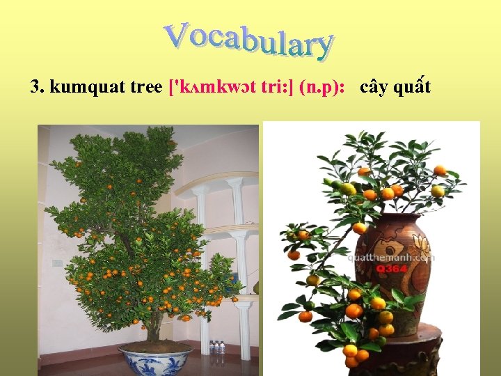 3. kumquat tree ['kʌmkwɔt tri: ] (n. p): cây quâ t 