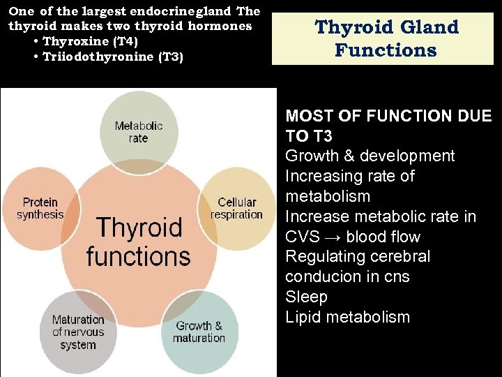 One of the largest endocrine gland The thyroid makes two thyroid hormones • Thyroxine