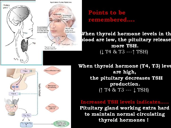 Points to be remembered…. When thyroid hormone levels in th blood are low, the