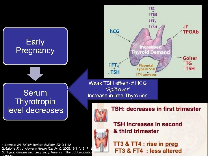 Early Pregnancy Serum Thyrotropin level decreases Weak TSH effect of HCG ‘Spill over’ Increase