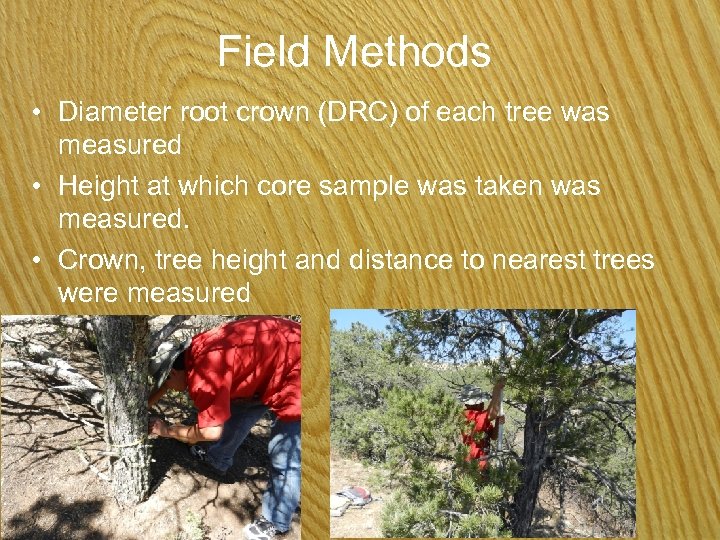 Field Methods • Diameter root crown (DRC) of each tree was measured • Height