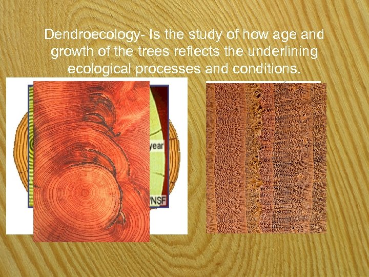 Dendroecology- Is the study of how age and growth of the trees reflects the