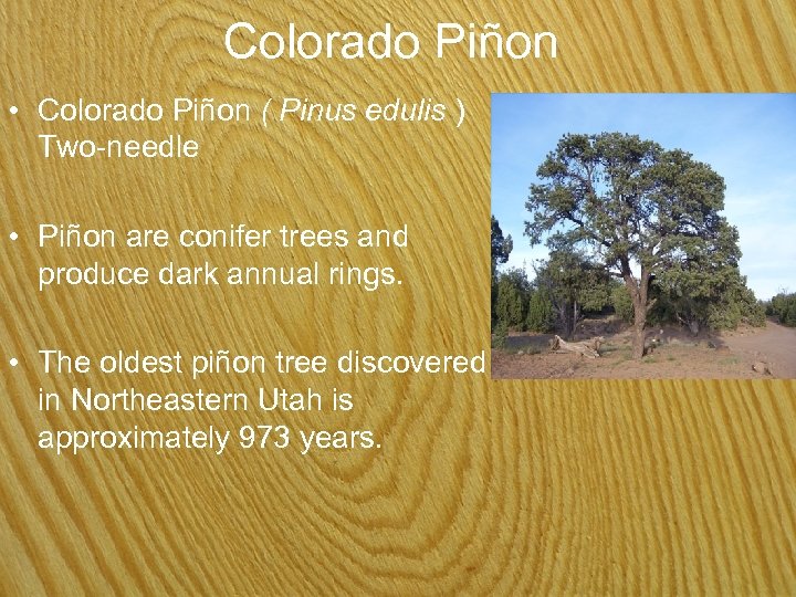 Colorado Piñon • Colorado Piñon ( Pinus edulis ) Two-needle • Piñon are conifer